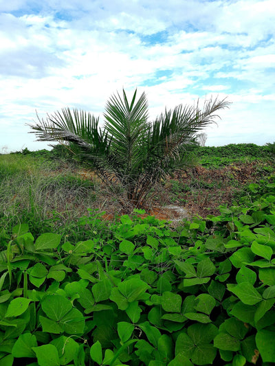 Why Your Cover Crop Failed: 7 Common Mistakes and How to Fix Them