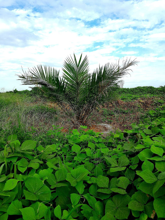 Why Your Cover Crop Failed: 7 Common Mistakes and How to Fix Them - Chemiseed Sdn. Bhd.