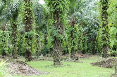 Why Your Oil Palm Fronds Are Turning Orange (And It Is Not What You Think)