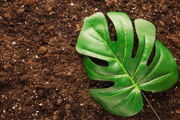 Why Your Soil Organic Matter Disappears Faster in Malaysia Than Anywhere Else - Chemiseed Sdn. Bhd.