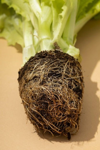 Without the Right Bacteria, Your Nitrogen-Fixing Cover Crop Is Just a Weed