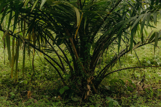 A young oil palm growing among other trees
