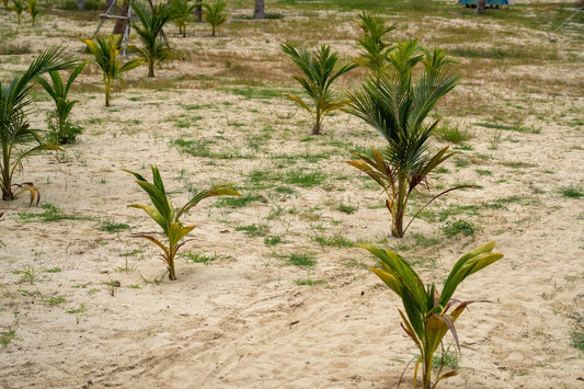 Young palms planted in sandy ground
