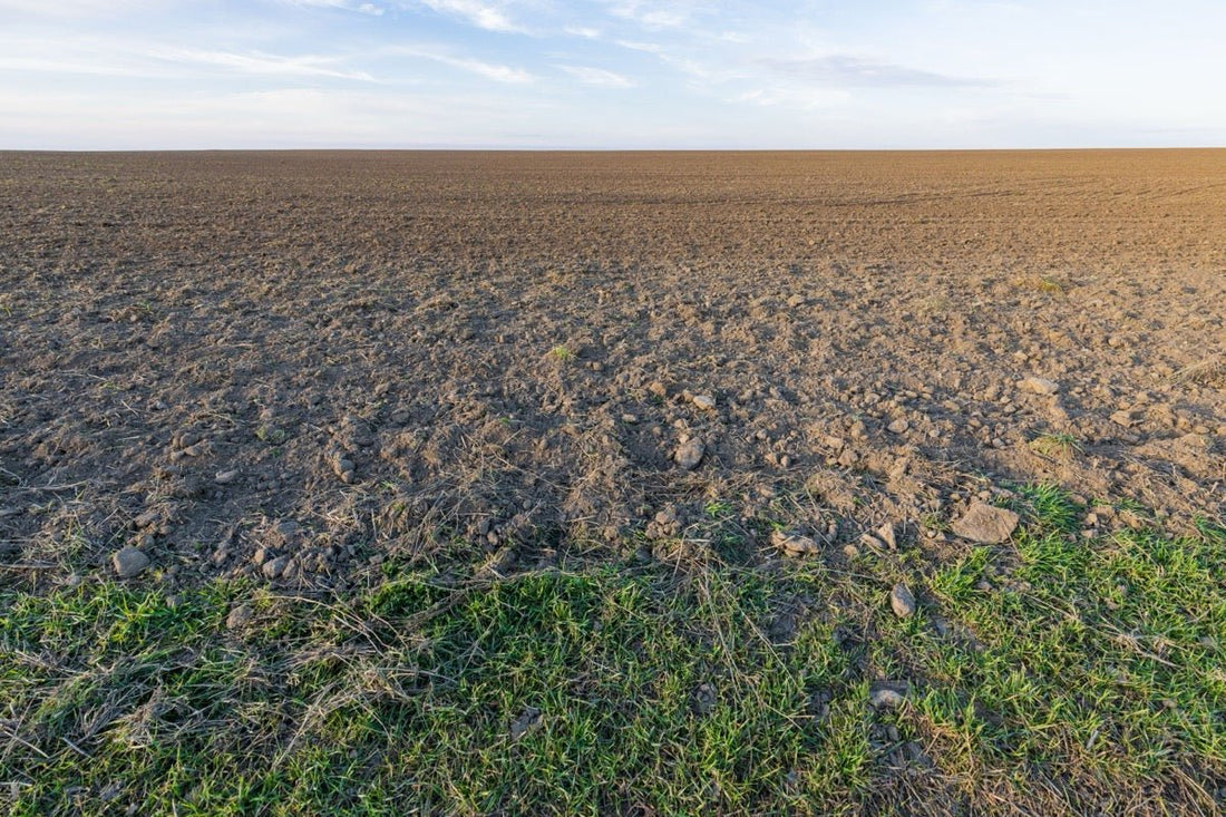 Your Sandy Soil Is Leaking Fertiliser: How Humic Acid Fixes CEC - Chemiseed Sdn. Bhd.