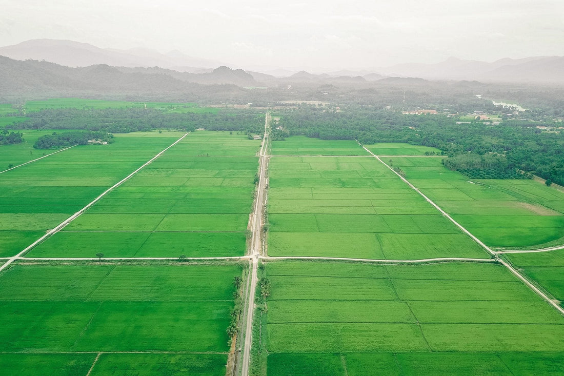 Zinc-deficient paddy soils: the crop suffers, and so do the people who eat it. - Chemiseed Sdn. Bhd.