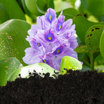 Hyacinth Plus