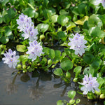 Hyacinth Plus
