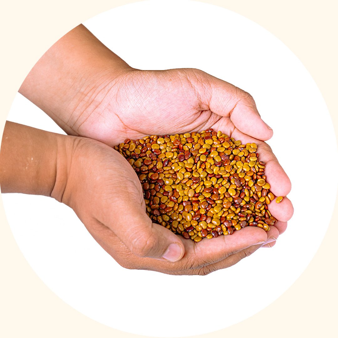 Cover Crop Seeds | Calopogonium caeruleum (CC) - Chemiseed Sdn. Bhd.
