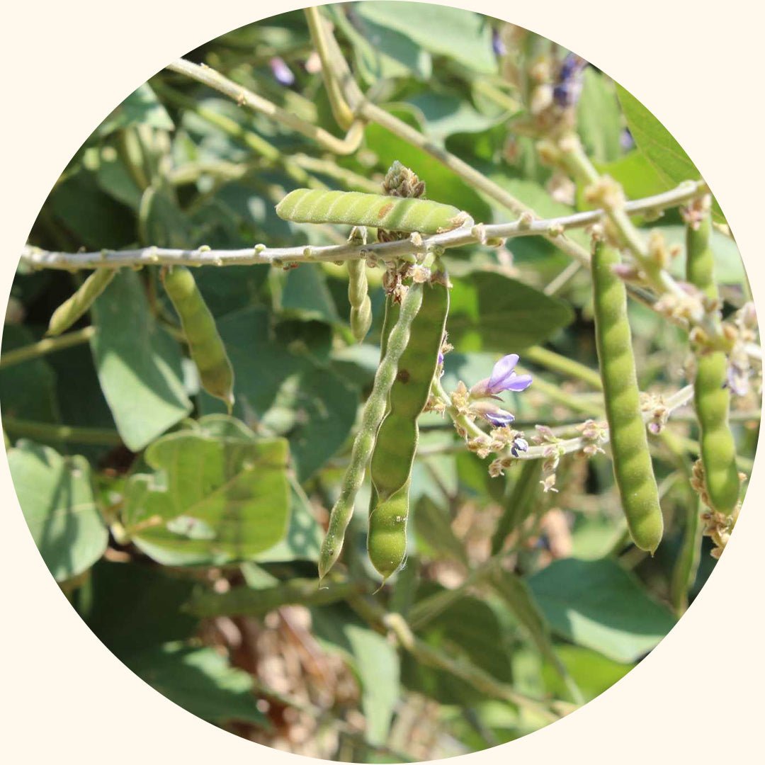 Cover Crop Seeds | Calopogonium caeruleum (CC) - Chemiseed Sdn. Bhd.