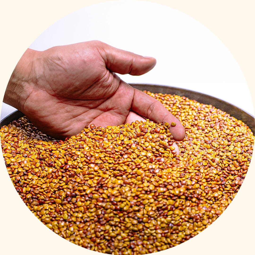 Cover Crop Seeds | Calopogonium caeruleum (CC) - Chemiseed Sdn. Bhd.