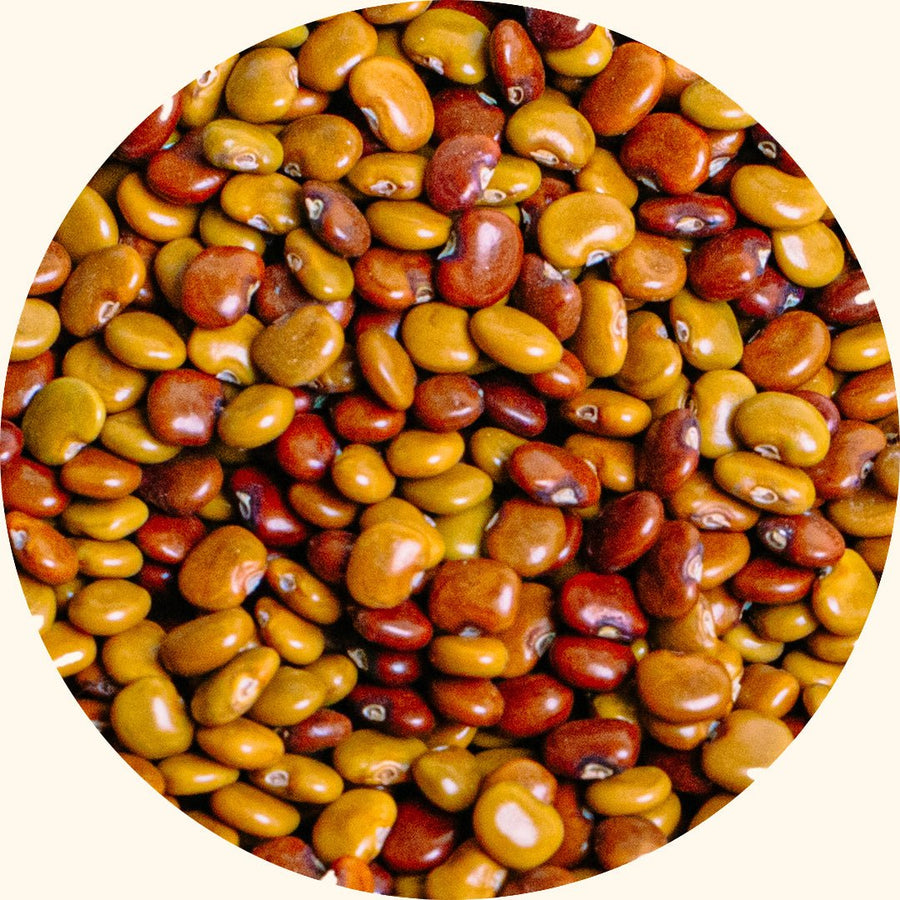 Semillas de cultivos de cobertura | Calopogonium caeruleum (CC) - Chemiseed Sdn. Bhd.