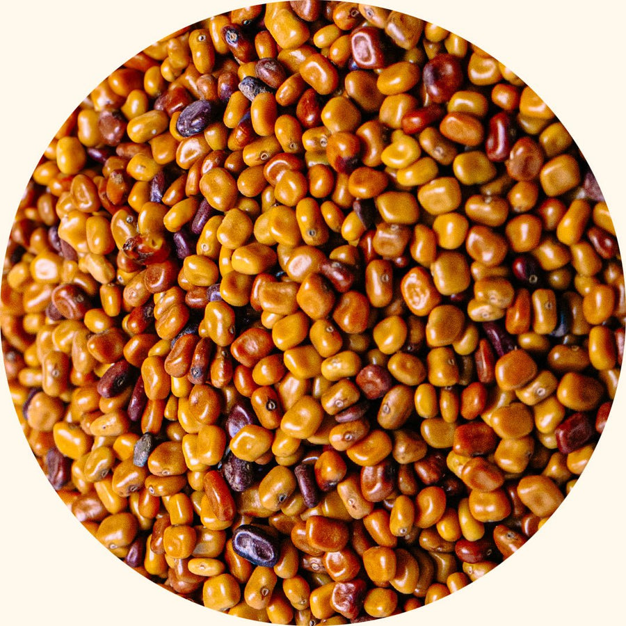 Benih Tanaman Penutup Tanah | Calopogonium mucunoides (CM) - Chemiseed Sdn. Bhd.