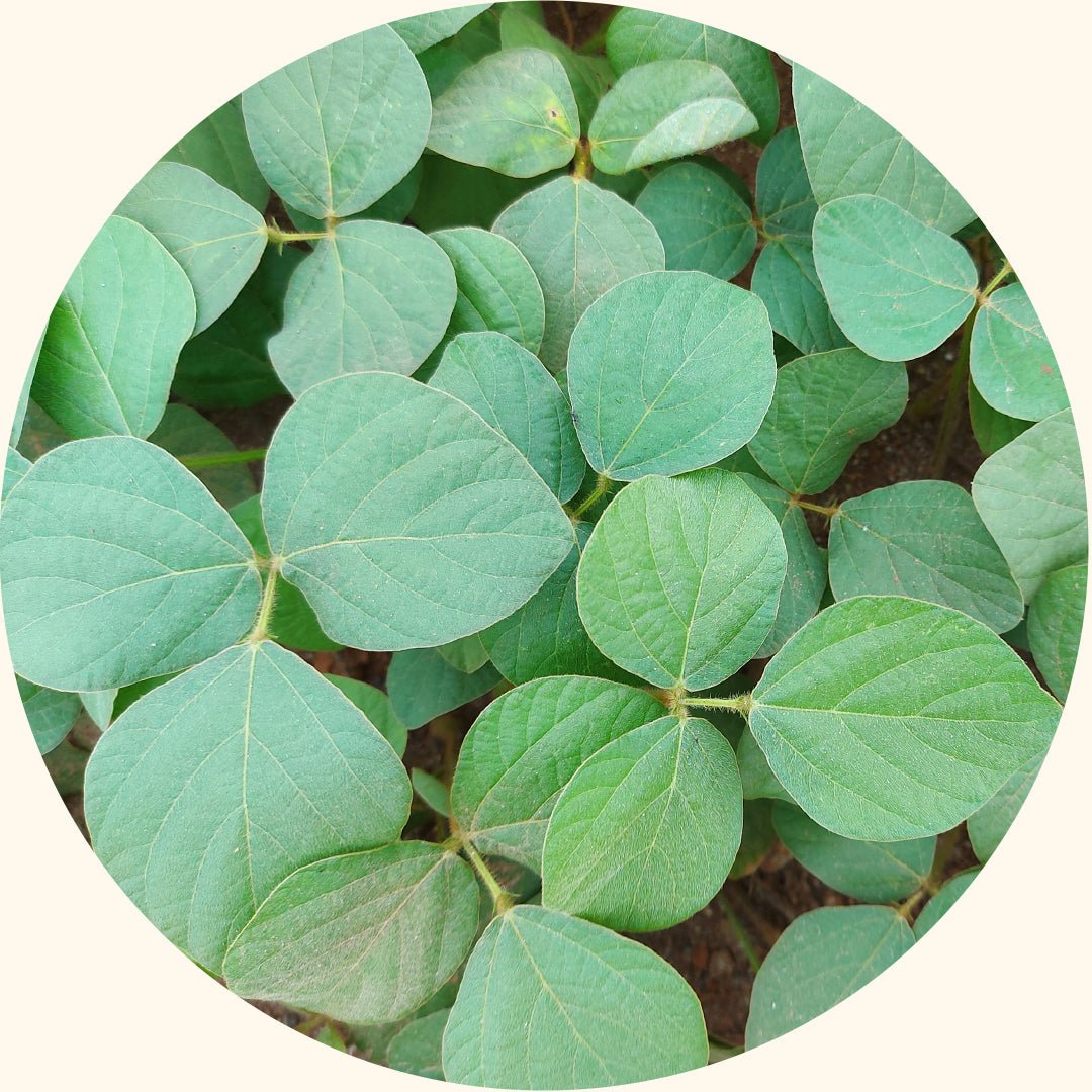 Cover Crop Seeds | Calopogonium mucunoides (CM) - Chemiseed Sdn. Bhd.