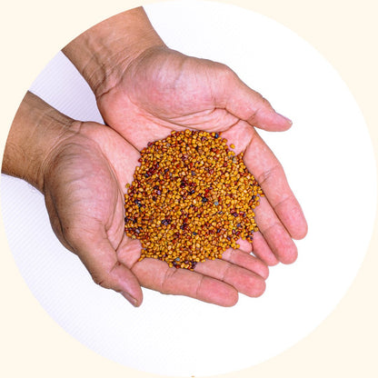 Cover Crop Seeds | Calopogonium mucunoides (CM) - Chemiseed Sdn. Bhd.