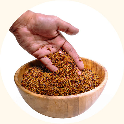 Cover Crop Seeds | Calopogonium mucunoides (CM) - Chemiseed Sdn. Bhd.