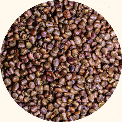 Cover Crop Seeds | Centrosema pubescens (CP) - Chemiseed Sdn. Bhd.