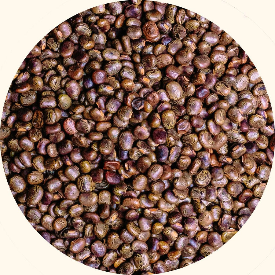 Cover Crop Seeds | Centrosema pubescens (CP) - Chemiseed Sdn. Bhd.