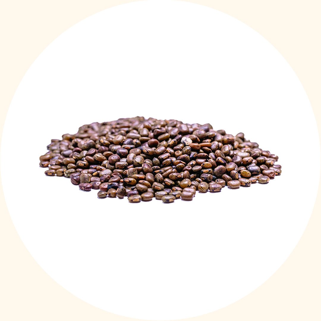 Cover Crop Seeds | Centrosema pubescens (CP) - Chemiseed Sdn. Bhd.
