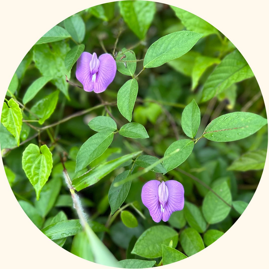 Cover Crop Seeds | Centrosema pubescens (CP) - Chemiseed Sdn. Bhd.