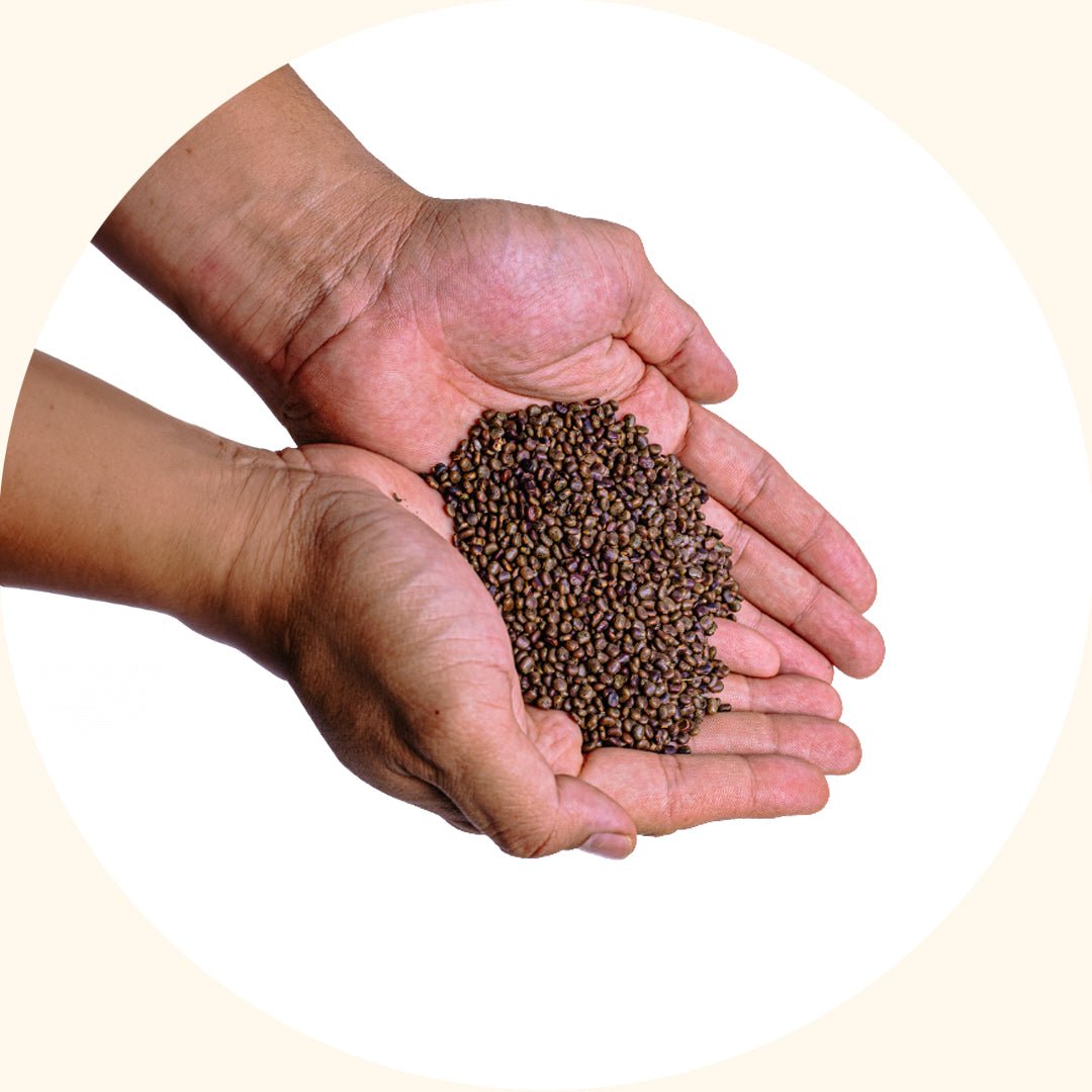 Cover Crop Seeds | Centrosema pubescens (CP) - Chemiseed Sdn. Bhd.