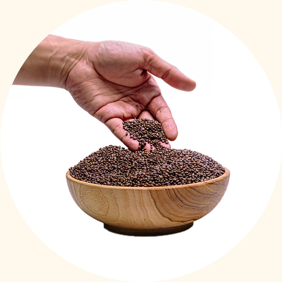 Cover Crop Seeds | Centrosema pubescens (CP) - Chemiseed Sdn. Bhd.