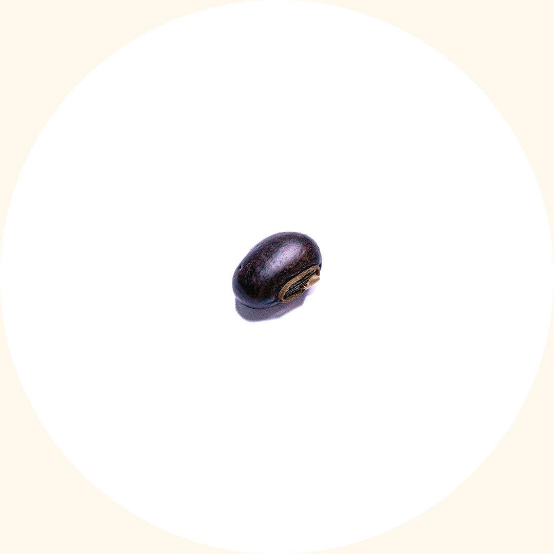 Benih Tanaman Penutup | Mucuna bracteata (MB) - Chemiseed Sdn. Bhd.
