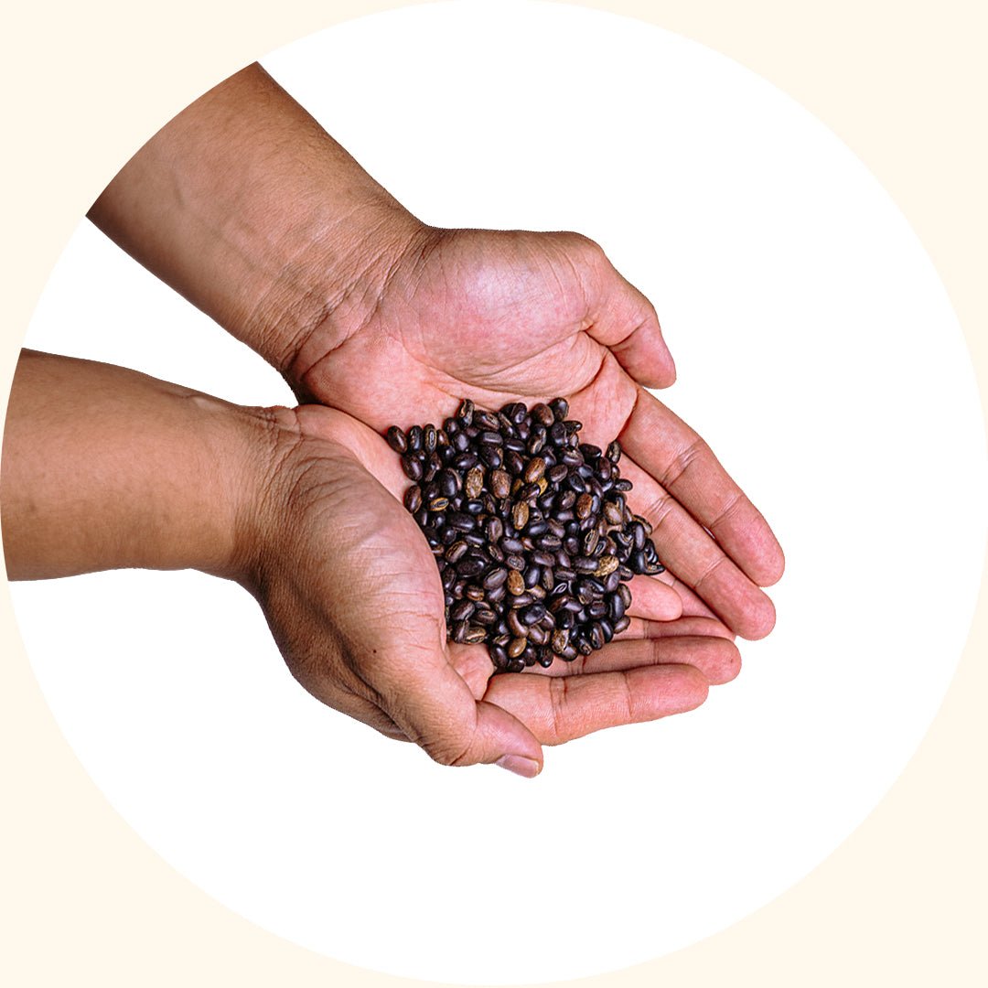 Benih Tanaman Penutup | Mucuna bracteata (MB) - Chemiseed Sdn. Bhd.