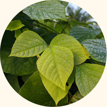 Benih Tanaman Penutup | Mucuna bracteata (MB) - Chemiseed Sdn. Bhd.