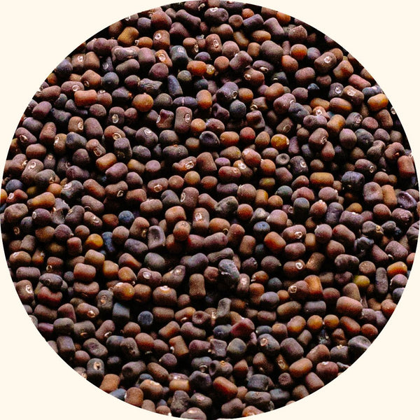 Cover Crop Seeds | Pueraria javanica (PJ)