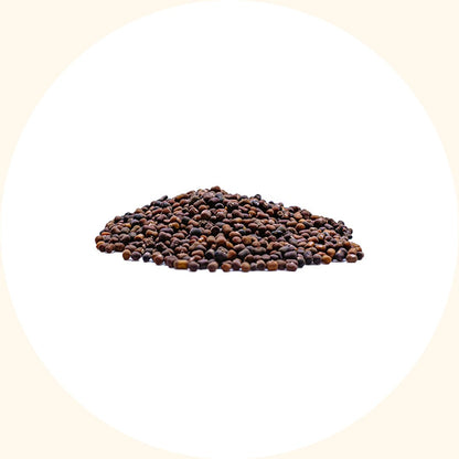 Cover Crop Seeds | Pueraria javanica (PJ) - Chemiseed Sdn. Bhd.