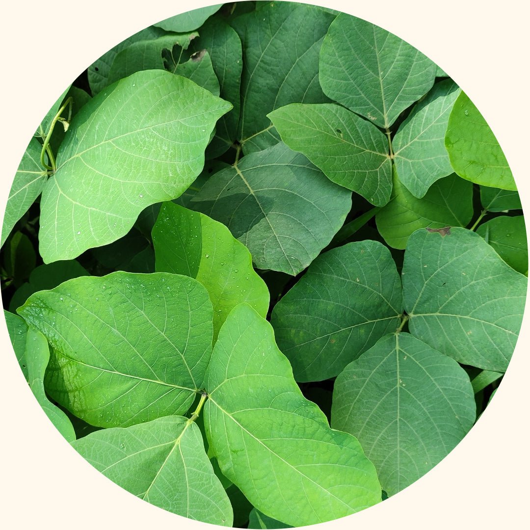 Cover Crop Seeds | Pueraria javanica (PJ) - Chemiseed Sdn. Bhd.