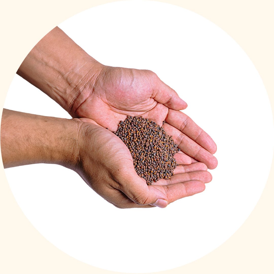 Cover Crop Seeds | Pueraria javanica (PJ) - Chemiseed Sdn. Bhd.