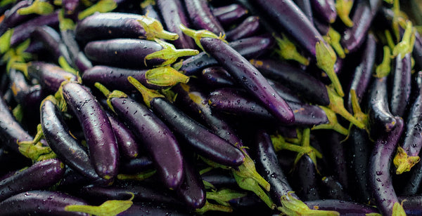 Benih Terong Long Purple