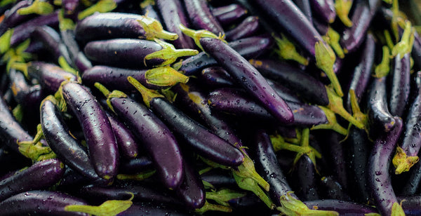 Benih Terong Long Purple