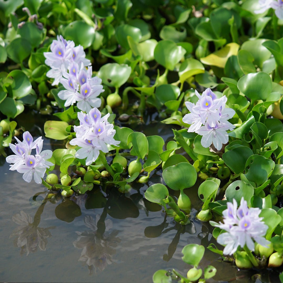 Hyacinth Plus organic plant supplement pack by Chemiseed Sdn. Bhd. Malaysia