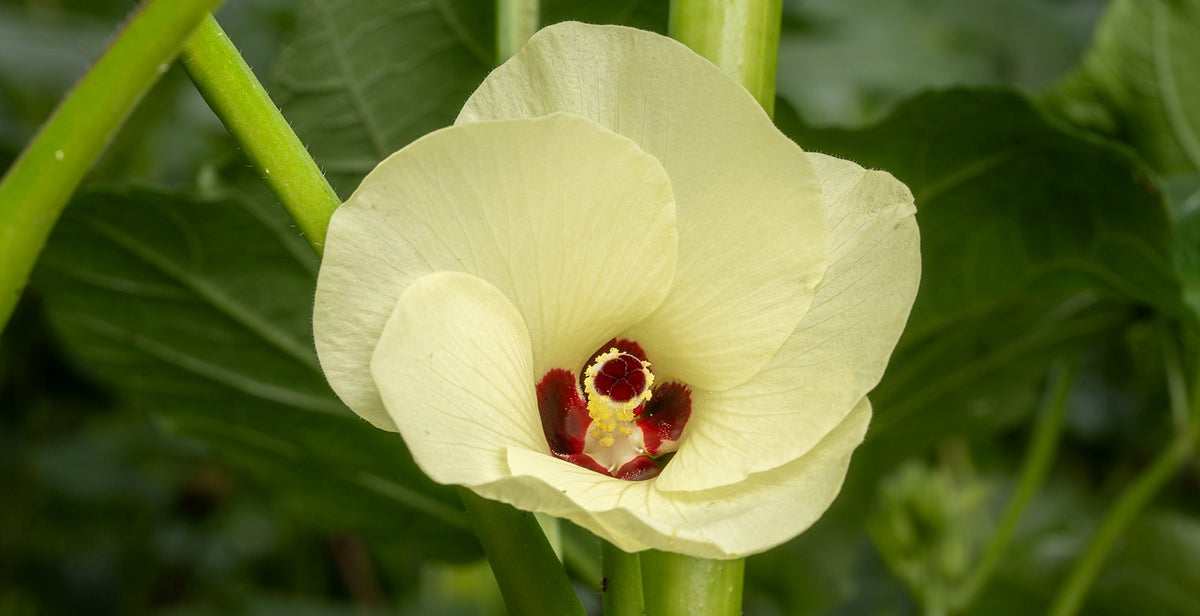 Bunga okra berwarna kuning pucat pada tanaman yang sedang tumbuh