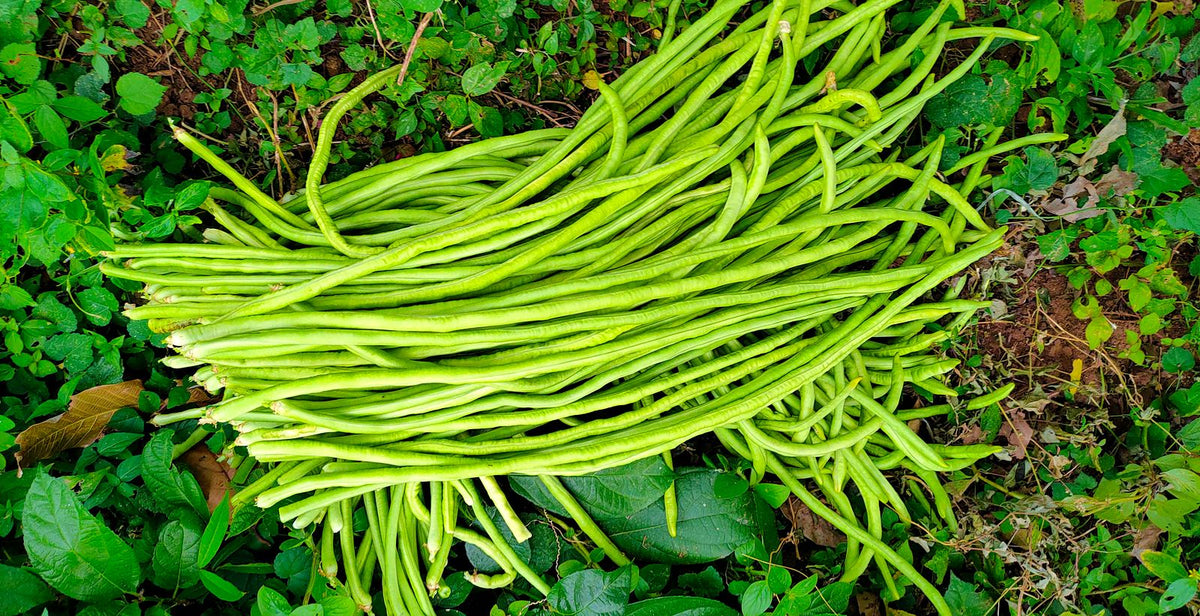 Kacang panjang yang baru dipetik, ditumpuk di atas tanah di kebun sayur