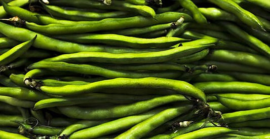 Super Green XL pole sitao pods, extra-long green yardlong beans from open-pollinated seed