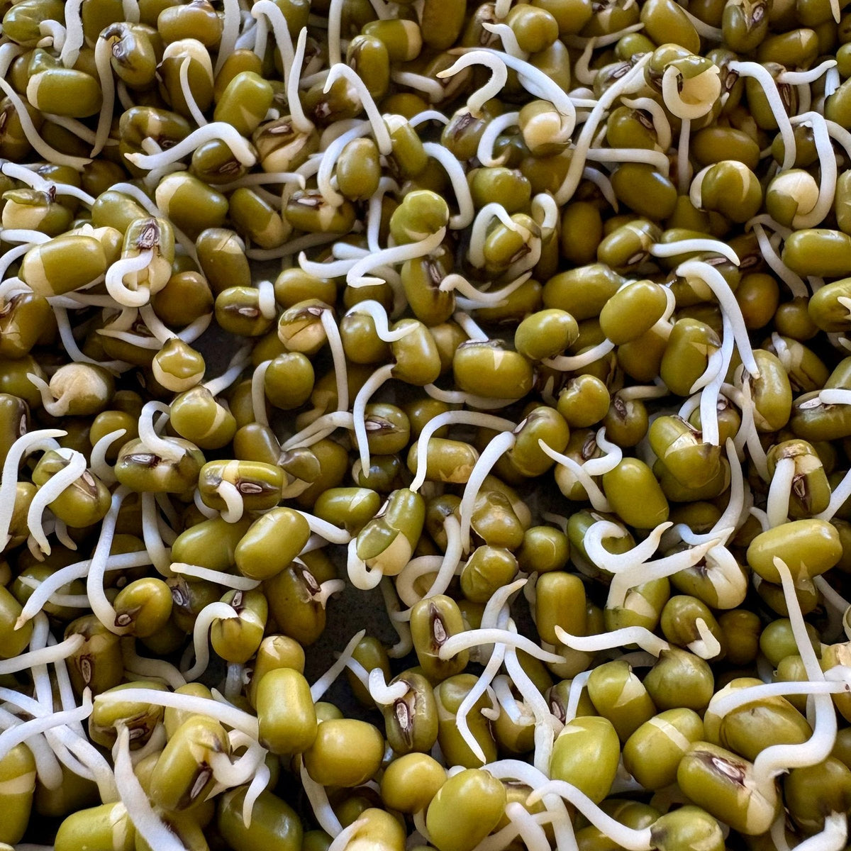 Kacang hijau sedang berkecambah, masing-masing dengan akar putih yang pendek