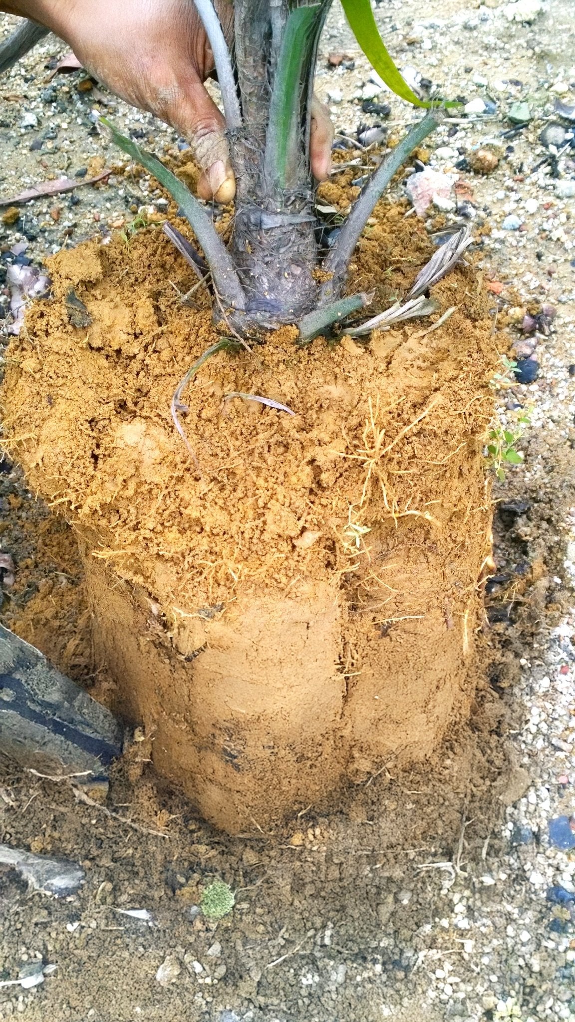 SoilBoost EA leonardite humic acid for water and nutrient retention in soil