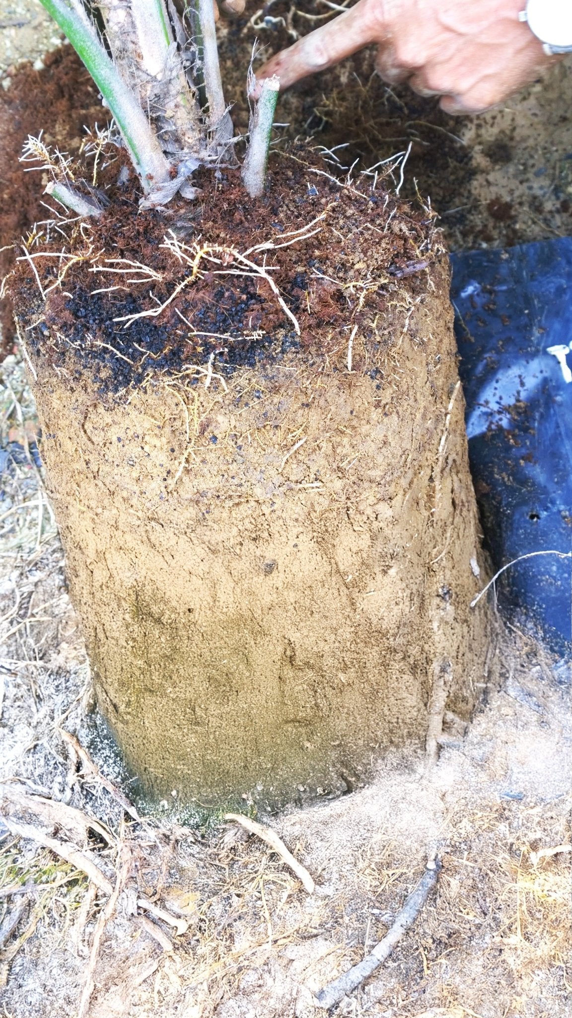 SoilBoost EA leonardite humic acid for water and nutrient retention in tropical soil