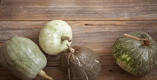 Extra Maligat squash fruit with dark green rind, open-pollinated kalabasa variety